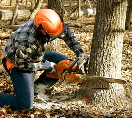Tree Removal in Glenhaven, CA
